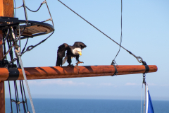 Zingst, Seeadler